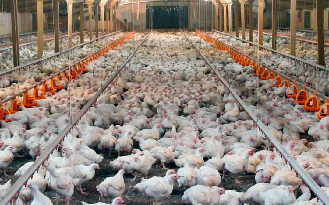 Los costes de producción acaban con la rentabilidad del sector del pollo y advierten de cierres de granjas y desabastecimiento