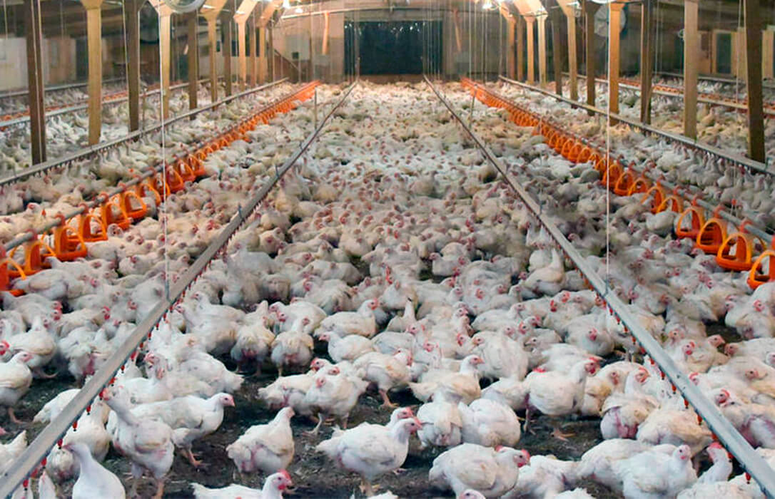 Los costes de producción acaban con la rentabilidad del sector del pollo y  advierten de cierres de granjas y desabastecimiento - Agroinformacion