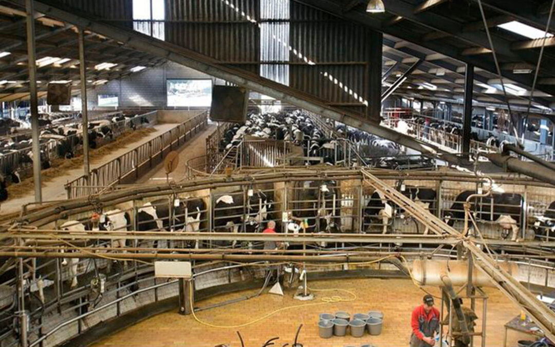 En Países Bajos quieren un 30% menos de ganado en 2030 y para eso comprará el ganado sobrante a los ganaderos