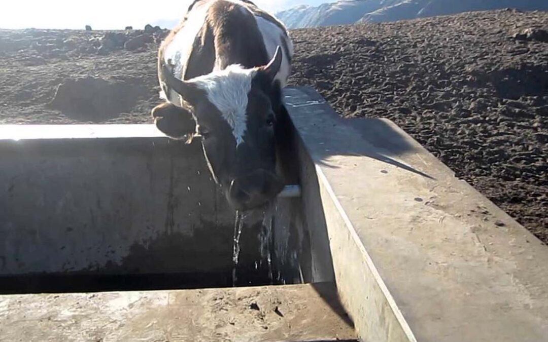 Reclaman medidas de abastecimiento de agua para el ganado extensivo en la crítica situación de sequía