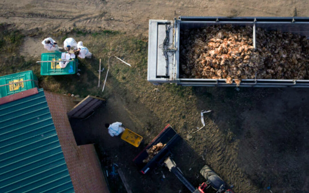 Un brote de gripe aviar obliga a sacrificar más de 130.000 gallinas en una macrogranja de Valladolid