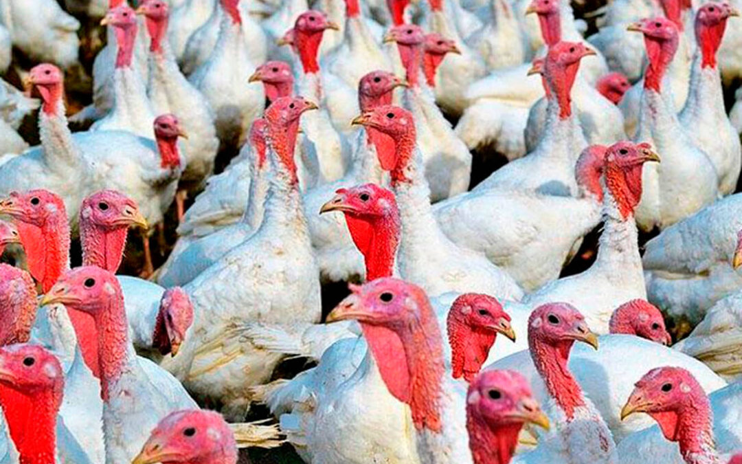 Detectadas tres nuevas fincas afectadas por gripe aviar en Huelva y Sevilla en explotaciones dedicadas a la cría de pavos