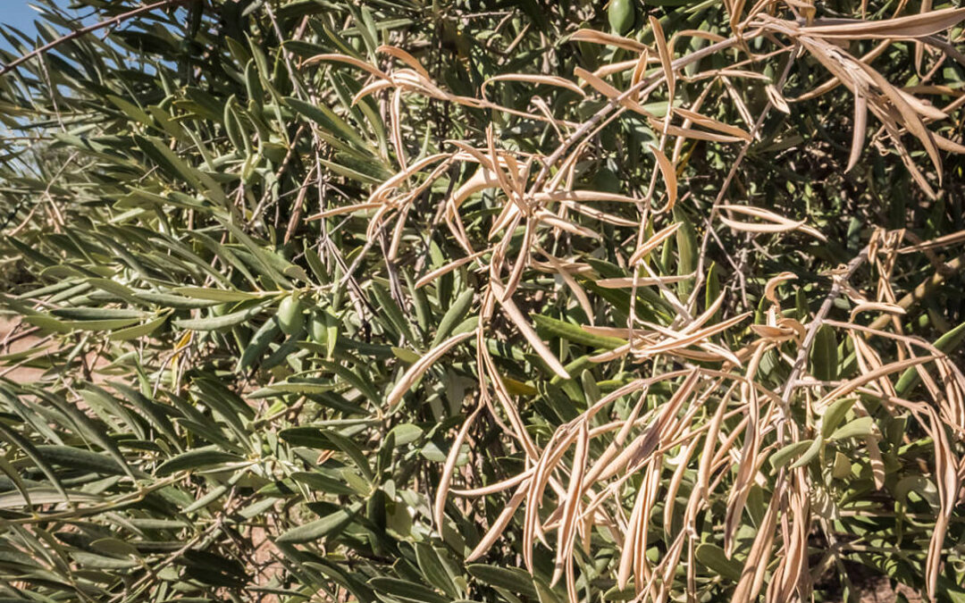 Un nuevo olivar contra la Xylella fastidiosa: La ciencia se vuelca en plantar cara a una bacteria que puede acabar con este cultivo