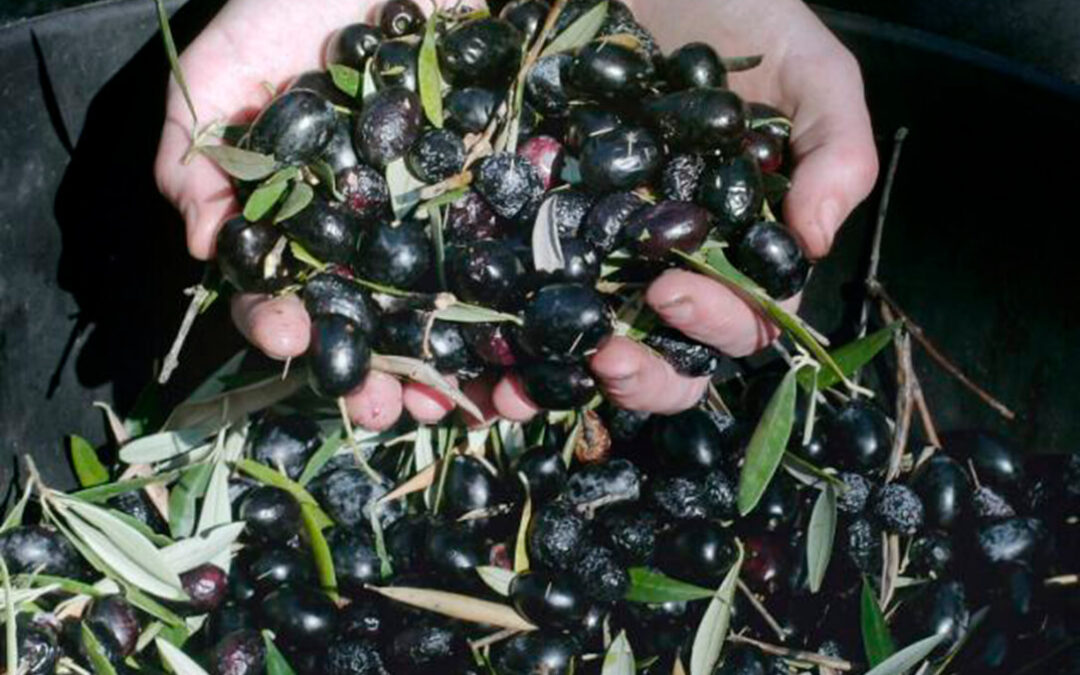 La CE descarta que los productores de aceituna negra española vayan a recibir compensaciones por los aranceles de EEUU