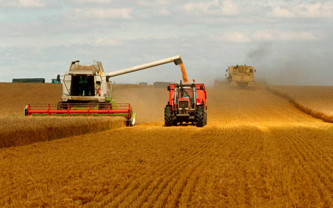 Argentina quiere hacer caja en este momento de crisis y eleva el registro de exportaciones de trigo a 10 millones de toneladas