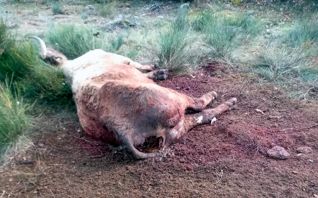Los daños a la ganadería ya vienen en pareja: Lobos y buitres provocan la muerte de dos terneros y una vaca en Salamanca