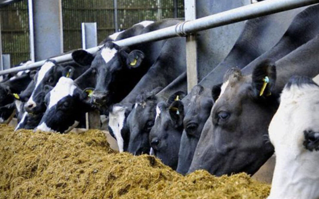 COAG denuncia que en las granjas queda pienso para dos días: «¿Qué comerán los animales a partir del domingo?»