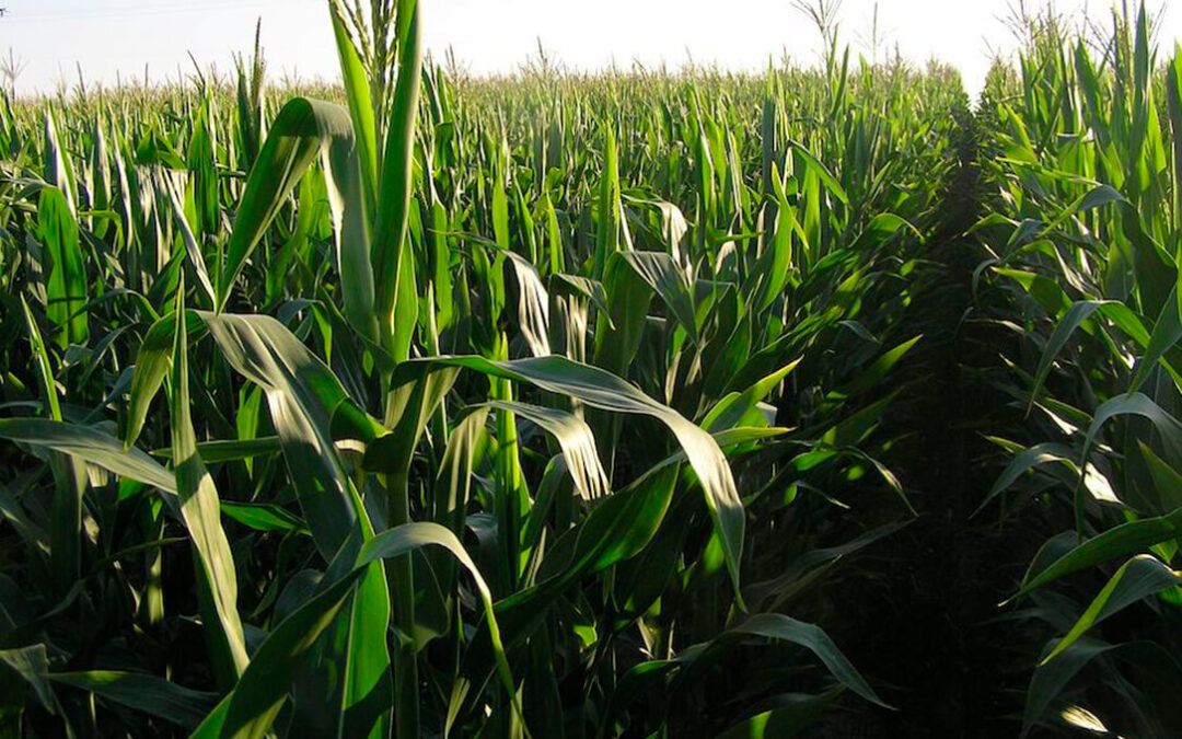 Cooperativas Extremadura pide que se intervenga caudal ecológico para plantar maíz y arroz en la zona del Canal de Orellana