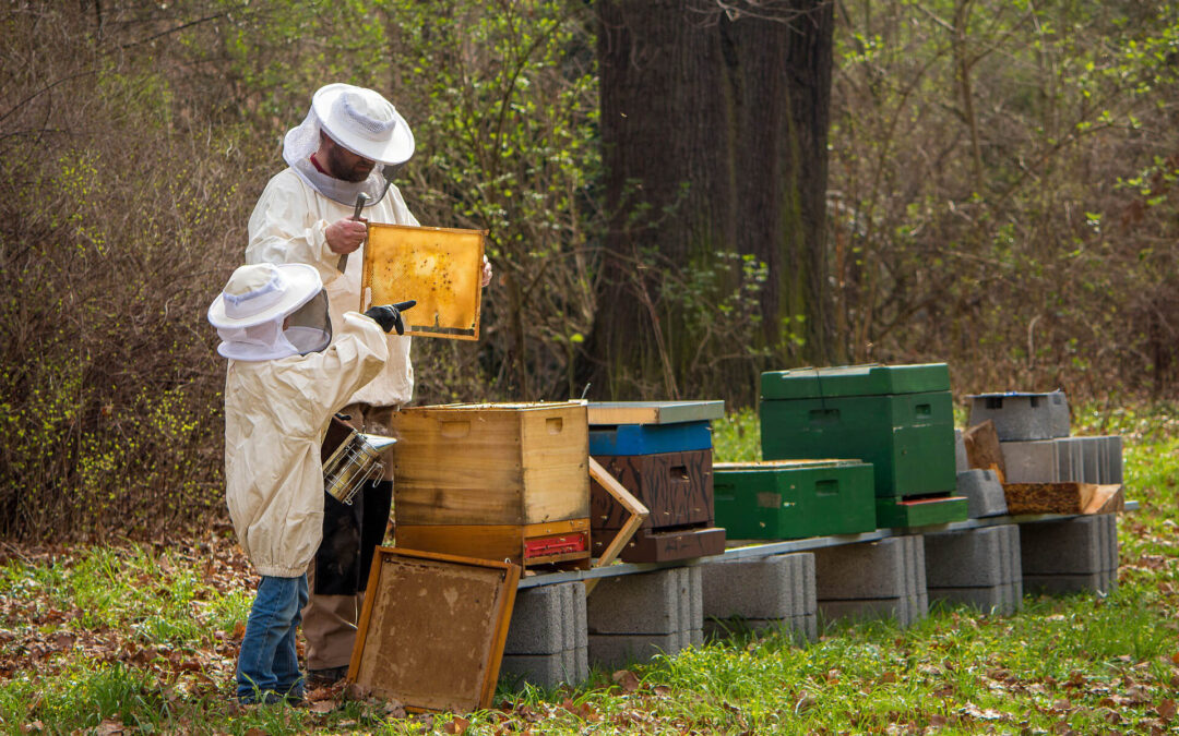 Decreto de Pinyolà: Tajante rechazo al pacto entre Agricultura y algunas organizaciones para limitar la apicultura junto a cítricos