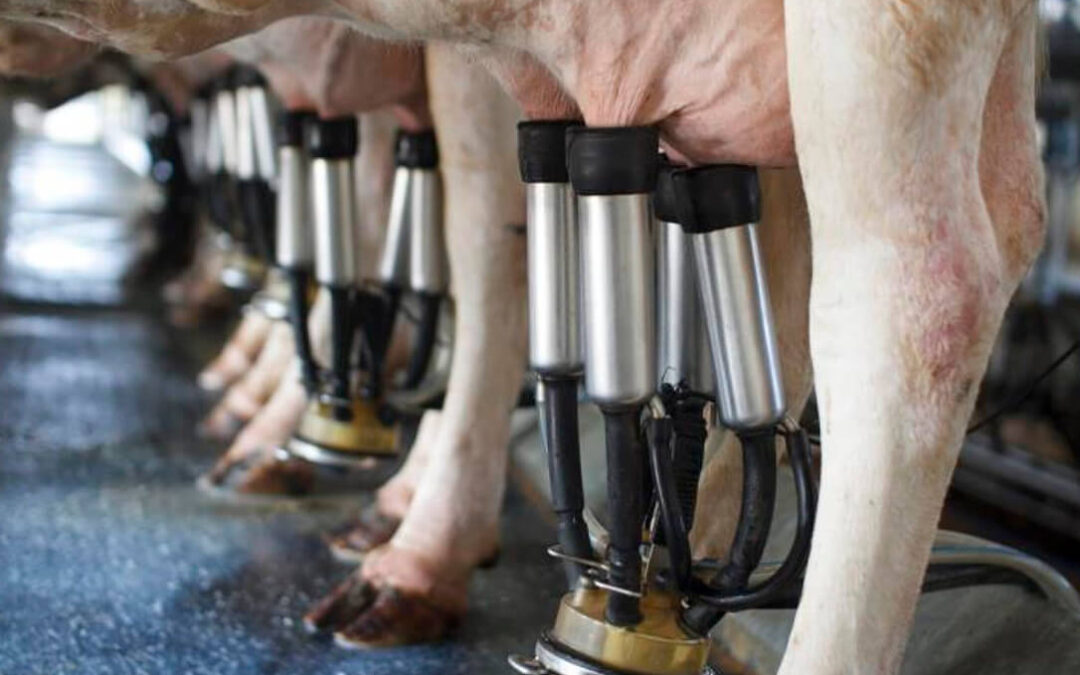 La industria láctea ha perdido ya tres millones de litros de materia prima debido a la huelga indefinida en el transporte