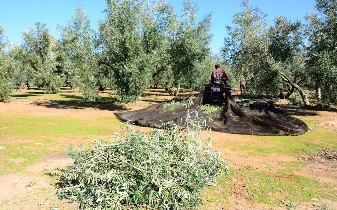 El abonado de fondo con fertilizantes de liberación controlada y Polysulphate, claves en la rentabilidad del olivar intensivo