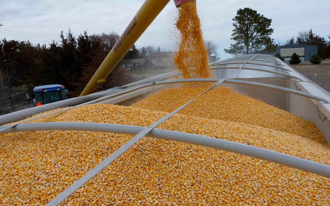 Nueva jornada de alzas en los cereales pese a que en León la falta de acuerdo obliga a dejar sin cotizar el maíz