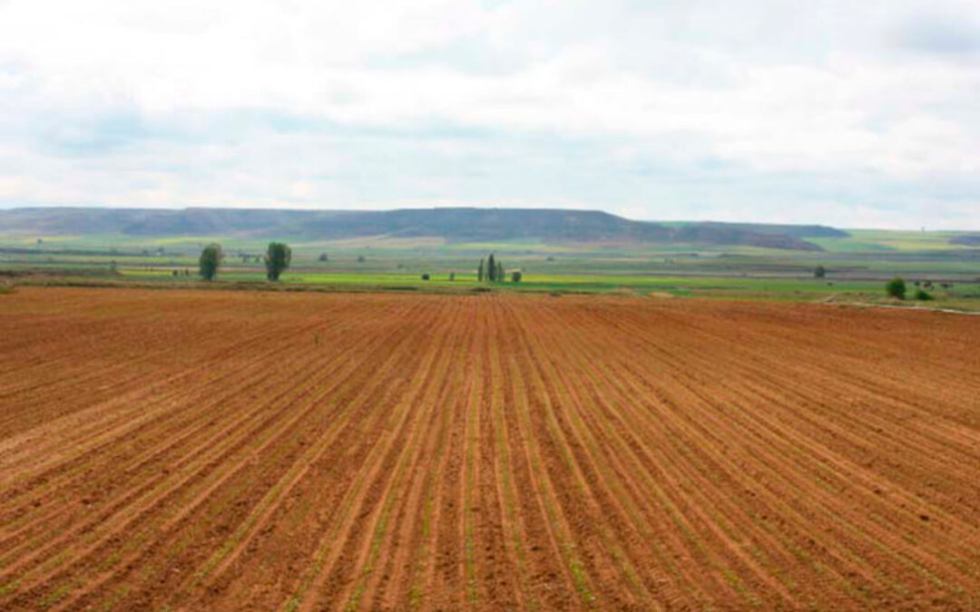 La guerra de Ucrania nos advierte que Europa no puede dejar 500.000 hectáreas sin sembrar (barbecho)