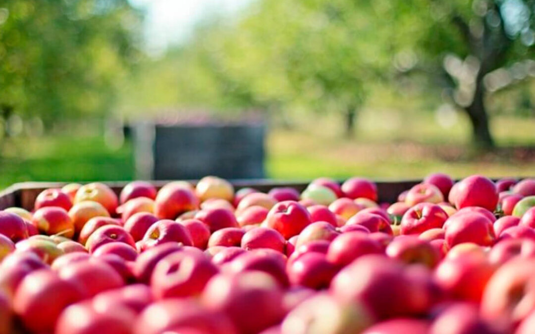 Los productores de manzana perderán más de 52 millones si antes de verano no se incrementa el precio de venta