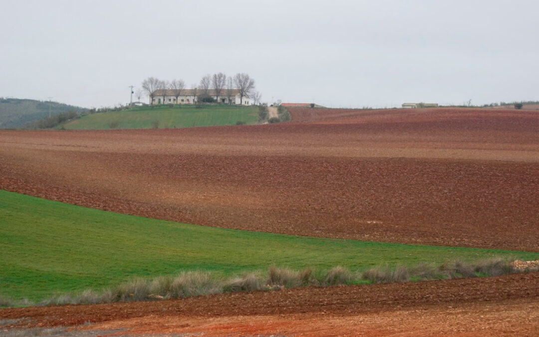 Europa abre la puerta a que España pueda disponer de tierras actualmente en barbecho para cultivar maíz y oleaginosas