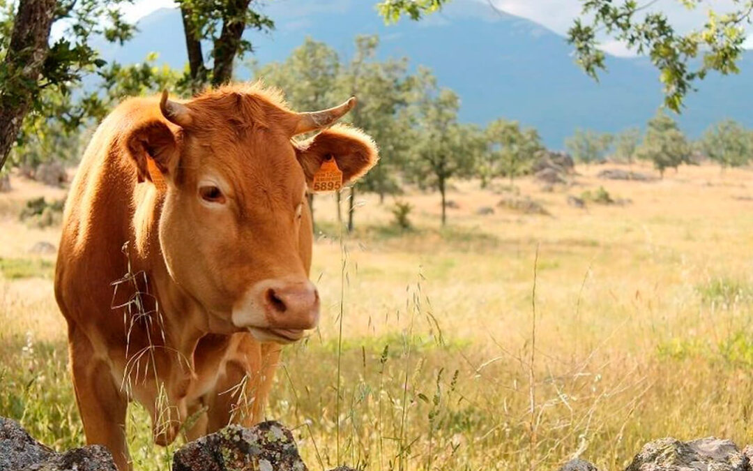 Provacuno presenta en Meat Attraction el vídeo “Carbono Biogénico” para poner en valor el trabajo hacia la neutralidad climática