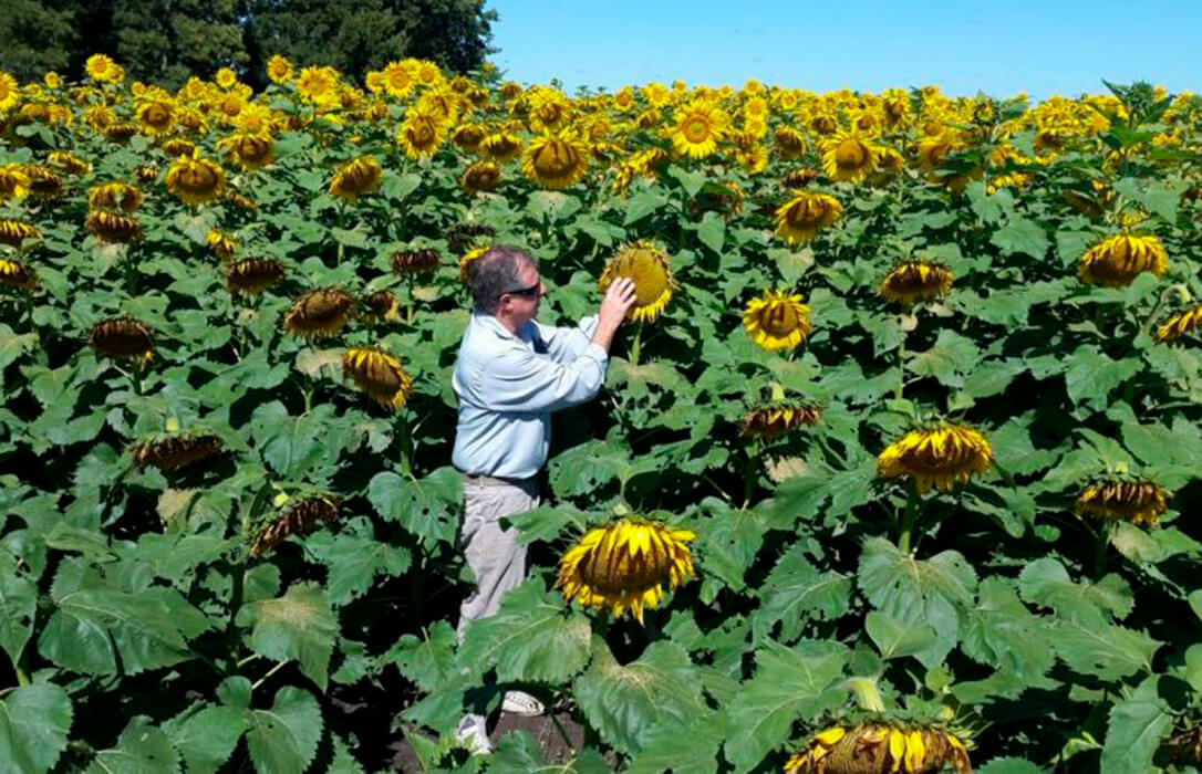 La CE dice ahora que compete a cada país relajar o no los requisitos  fitosanitarios para importar girasol o maíz de Argentina - Agroinformacion