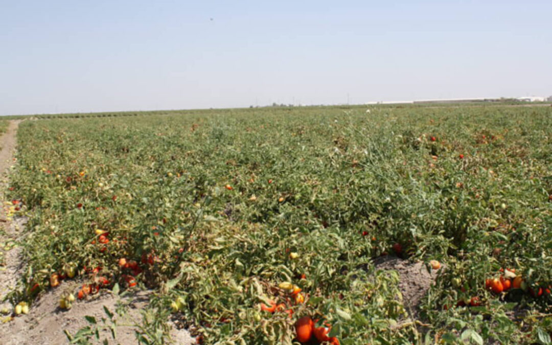 La sequía se carga la campaña de los productos hortícolas andaluces para la industria, sobre todo la del tomate