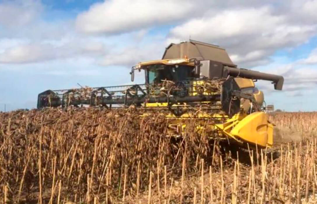 Más problemas y a largo plazo: Ucrania puede abandonar el cultivo de girasol  para centrarse en otros cereales básicos - Agroinformacion