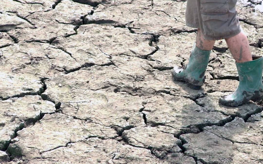 La sequía en Extremadura: Se han perdido ya 180 millones y solo se podrá cultivar entre el 20 y el 40% por la falta de agua para el regadío