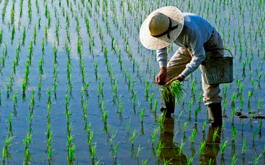La Junta andaluza puede dejar sin sembrar 38.000 hectáreas de cereal o girasol si las deja fuera de las ayudas agroambientales al arroz