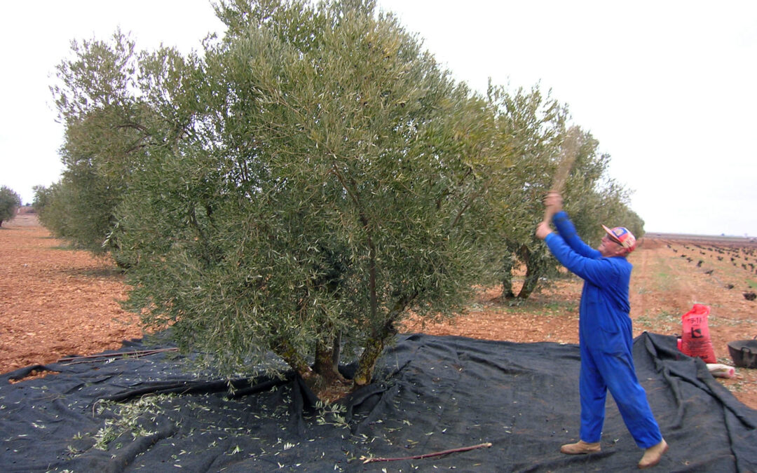 De lo que se promete a lo que se da: Ven ridículas las ayudas al olivar tradicional y no irán a los oleicultores particulares