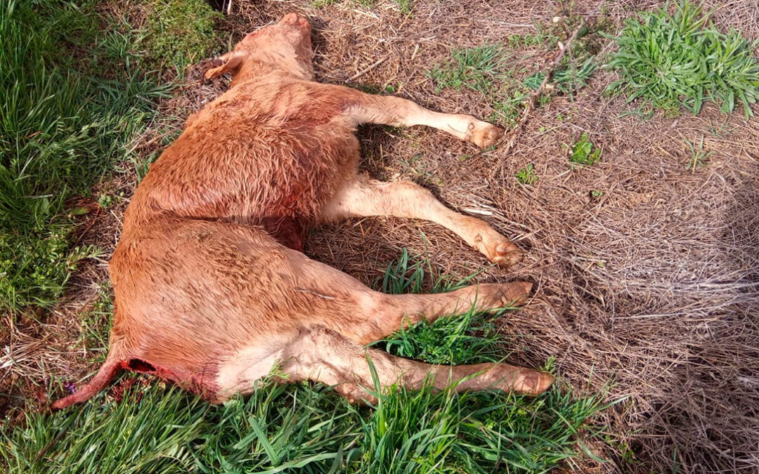 Los ataques al ganado no cesan: Dos nuevos terneros muertos por culpa del lobo y de los buitres