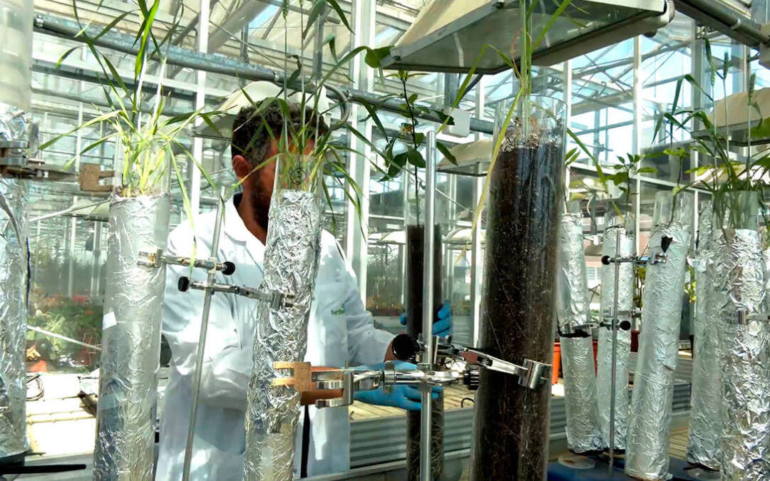 “Fertiberia TECH lanza NERGETIC DZ+, la solución de nutrición vegetal nitrogenada de última generación que incorpora las tecnologías C-PRO y Zimactiv”