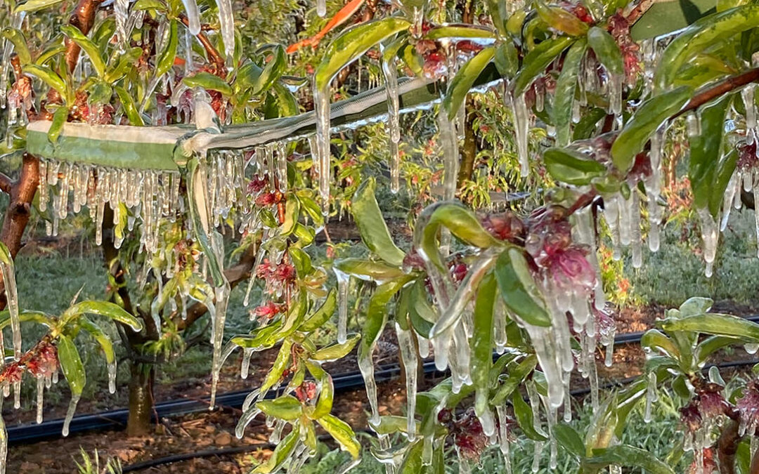 Piden ayudas para dar liquidez a los productores de frutas y hortalizas afectados por las heladas más dañinas de los últimos 42 años