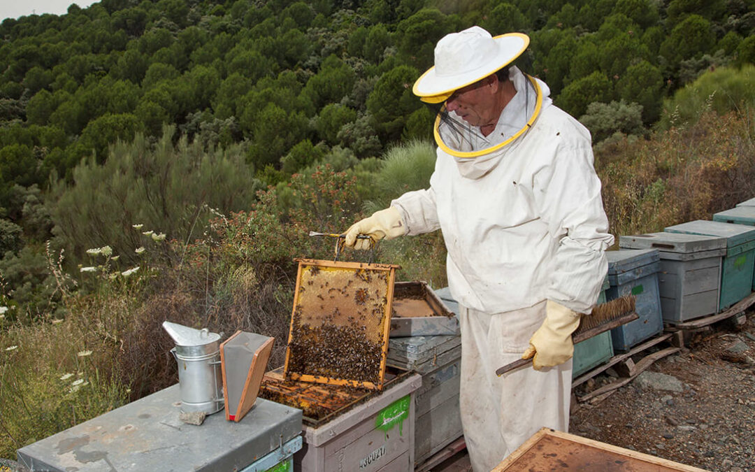 Los apicultores españoles inician la campaña de trashumancia más cara de la historia la subida del gasóleo