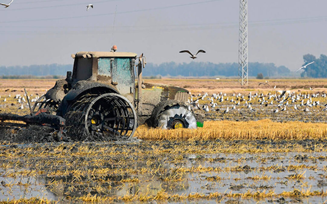 Los cultivos de arroz están abocados a desaparecer por la falta de voluntad política para resolver su situación
