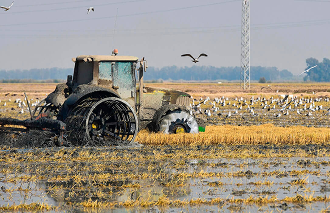 La hipocresía de los acuerdos comerciales sobre arroz