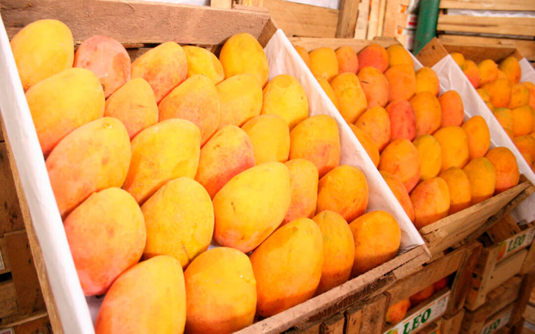 El mango de Perú continúa apostando por la diversificación comercial y por un crear su propio sello de calidad