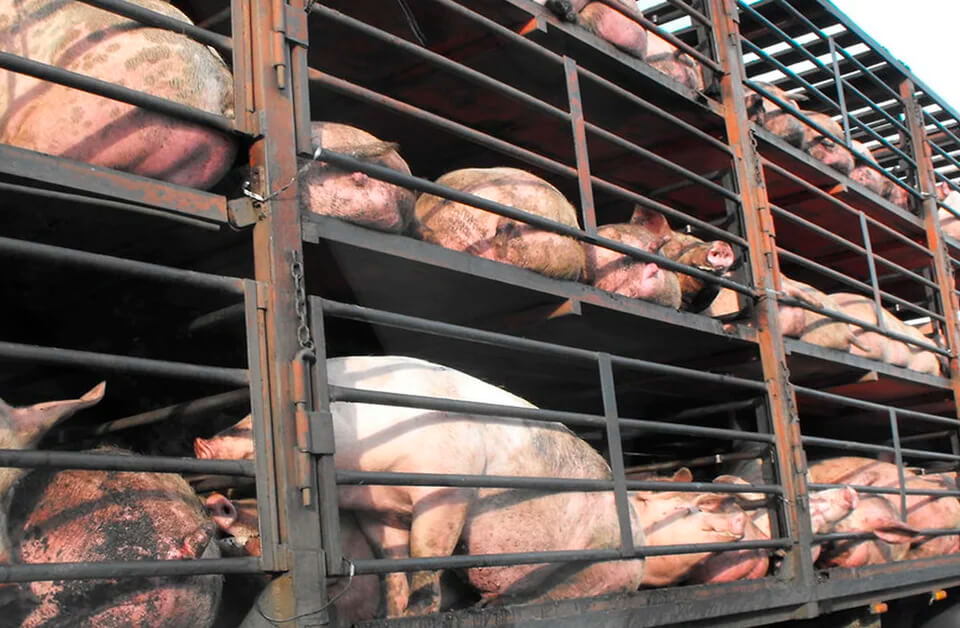 No hay que bajar la guardia: Piden controles diarios de bienestar animal en los transportes para prevenir la entrada de peste porcina