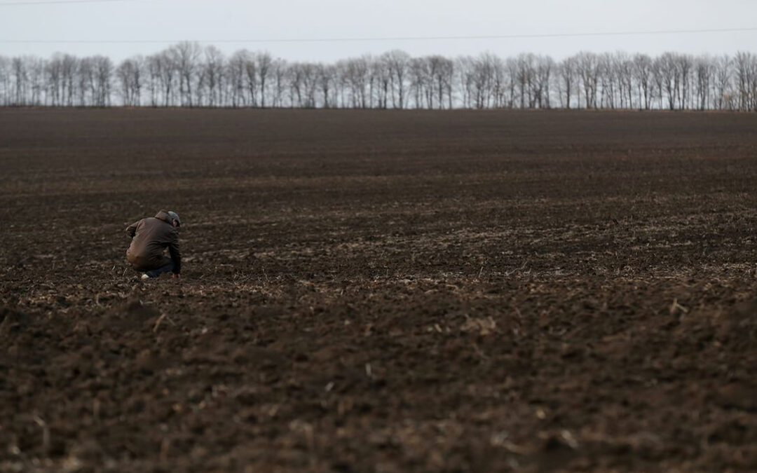 Comienza siembra en 20 regiones de Ucrania, aunque se prevé que solo se pueda utilizar el 80% de la tierra