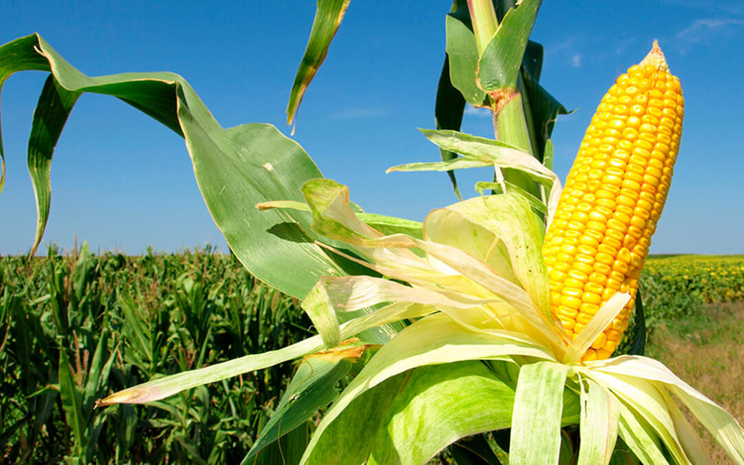 La falta de rentabilidad del maíz o la remolacha por el alto coste de los fertilizantes pone en peligro su próxima campaña