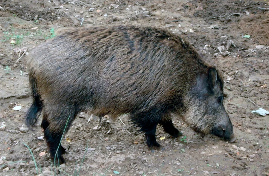 Preocupa el goteo de casos de peste porcina en Italia: Piden extremar las precauciones para evitar su entrada