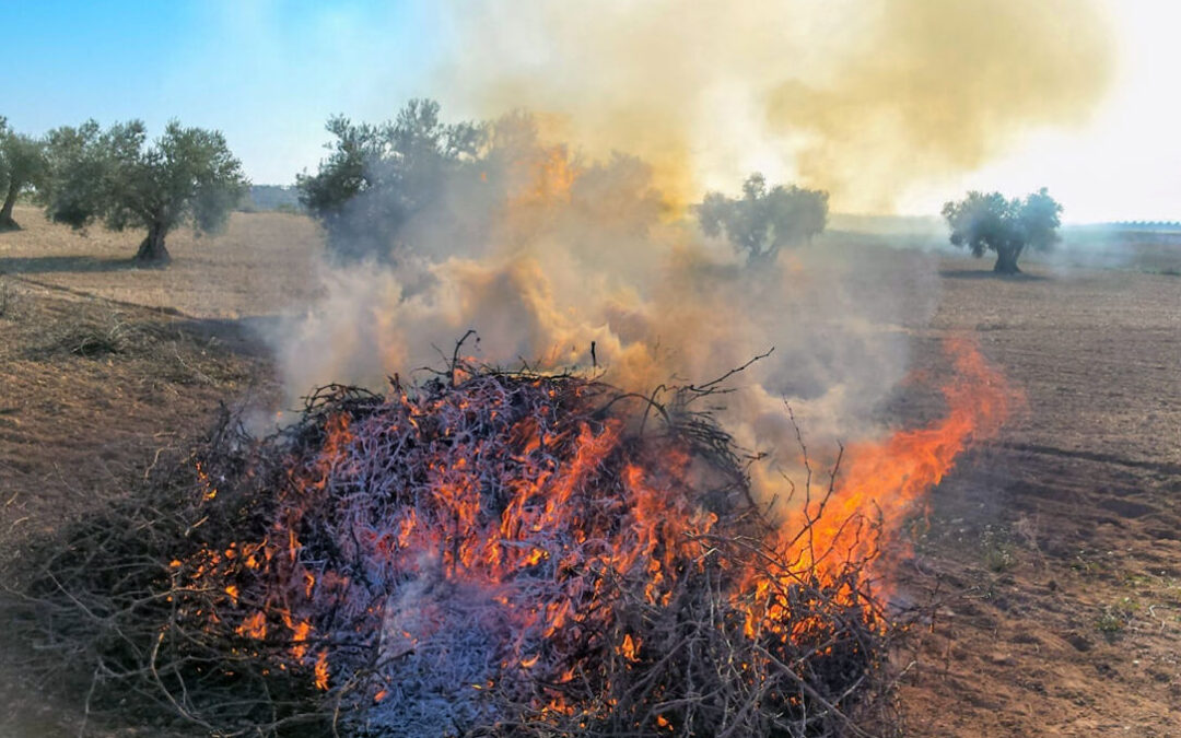 Enfado y confusión con la ley que prohíbe las quemas agrícolas: «Se quiere gestionar el material vegetal como un residuo, cuando no lo es»