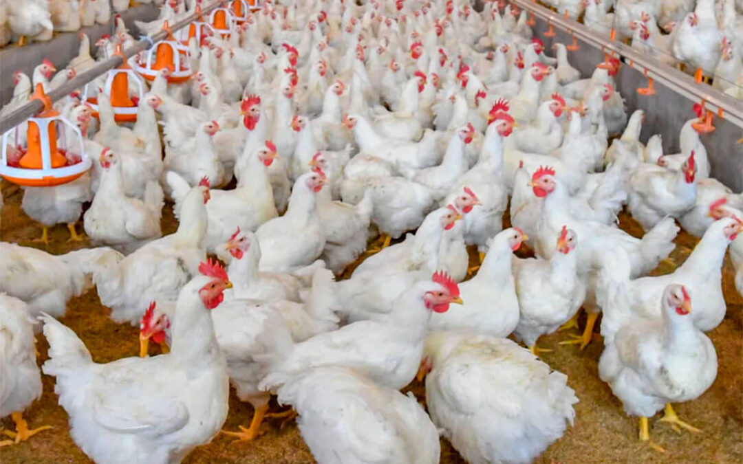 Denuncian el incumplimiento masivo de la Ley de la Cadena en el sector avícola, abocado a una situación inasumible