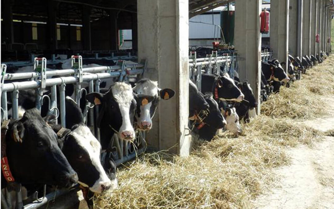 El drama de los ganaderos: Se dispara el sacrificio de vacas productivas por debajo de los 30 litros de leche diarios al no ser ya rentables