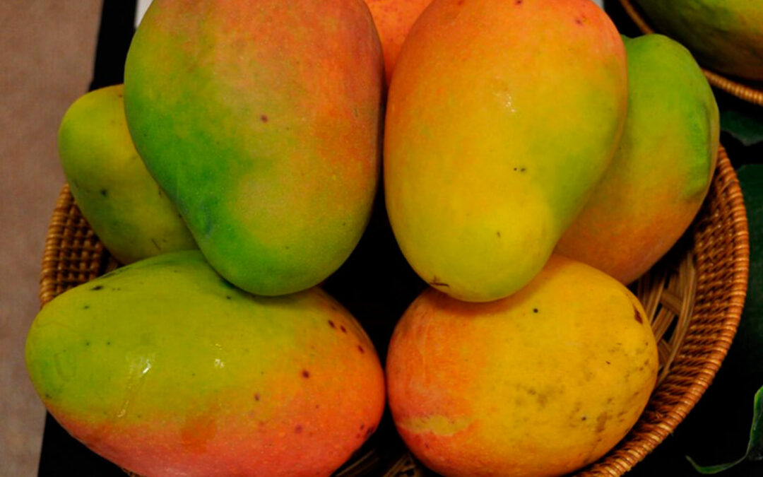 Investigación sobre nuevas variedades de mango para determinar su potencial exportador