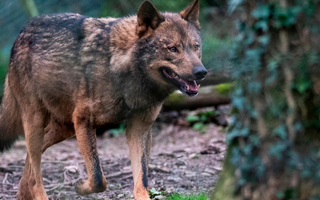 Indemnizaciones por el lobo: Galicia exige tener en cuenta el número de lobos y ganado para el reparto de ayudas