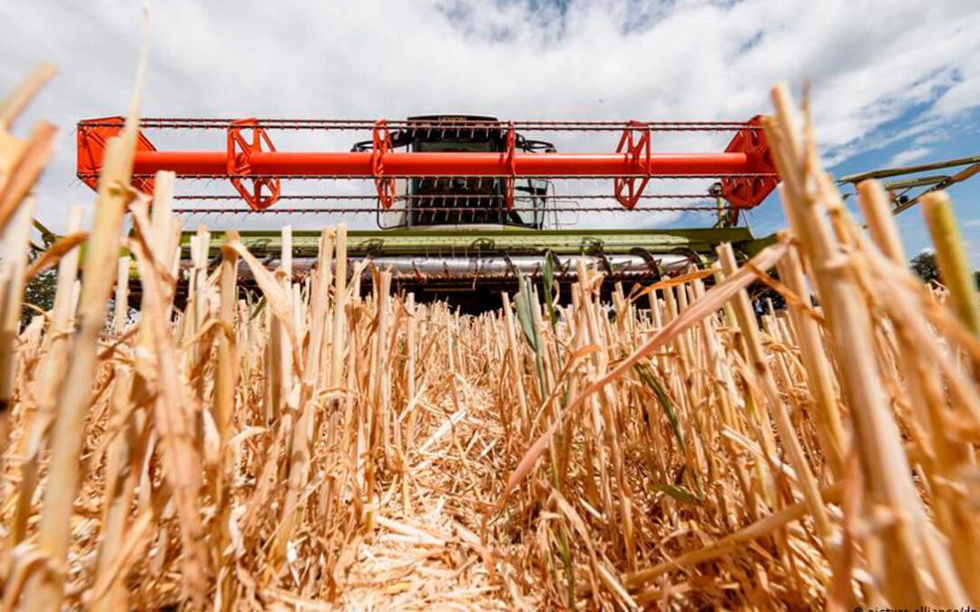 Lo que nos viene encima: Los precios de importaciones de grano suben en Alemania un 53,6% en marzo