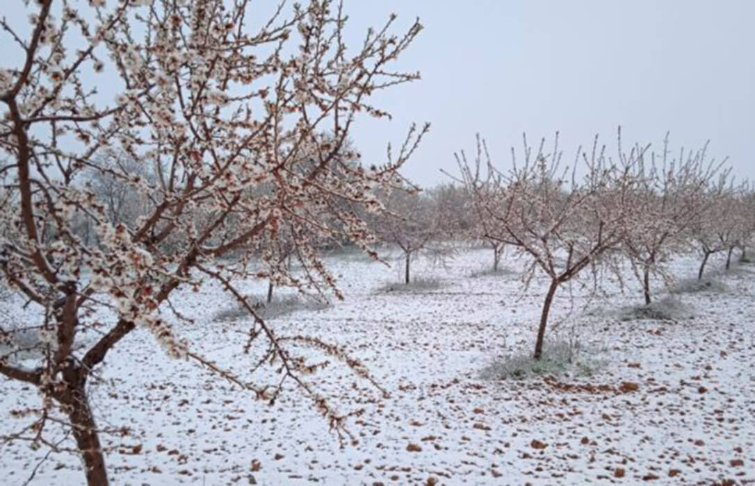 Constatan que los efectos de heladas y las lluvias provocan daños al 59% de los almendros en Almería