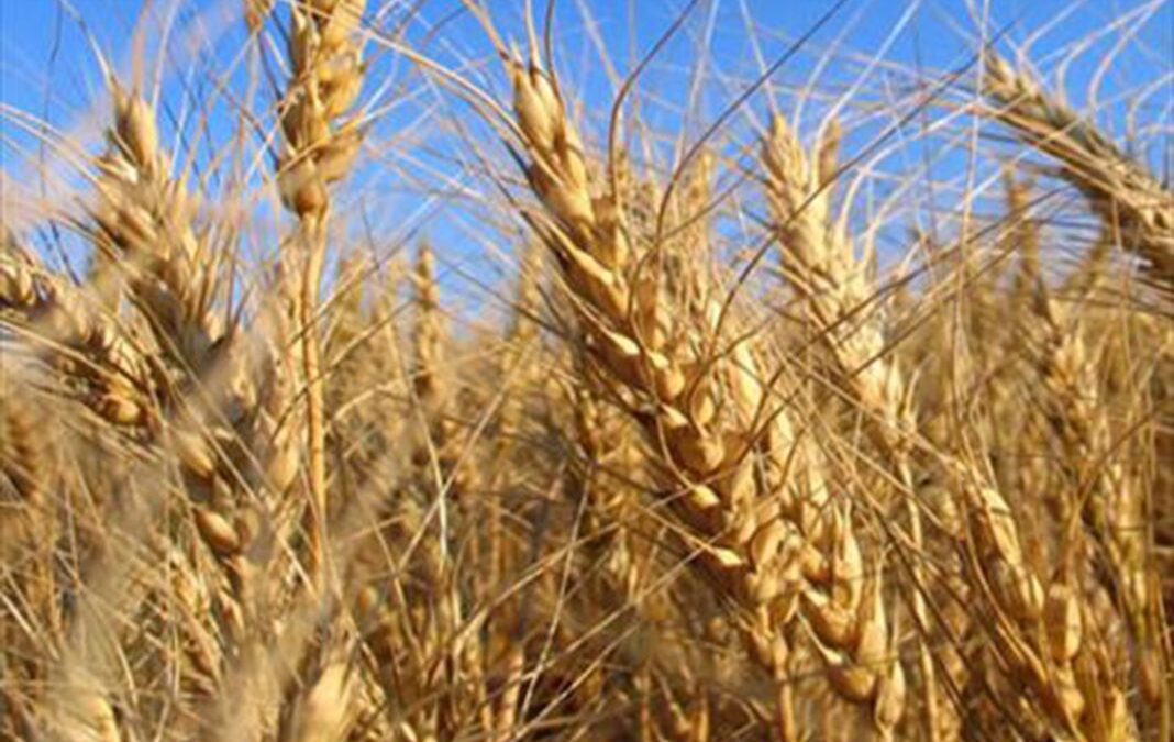 Las mejoras de la obtención vegetal incrementan la productividad del trigo un 220% en los últimos 50 años