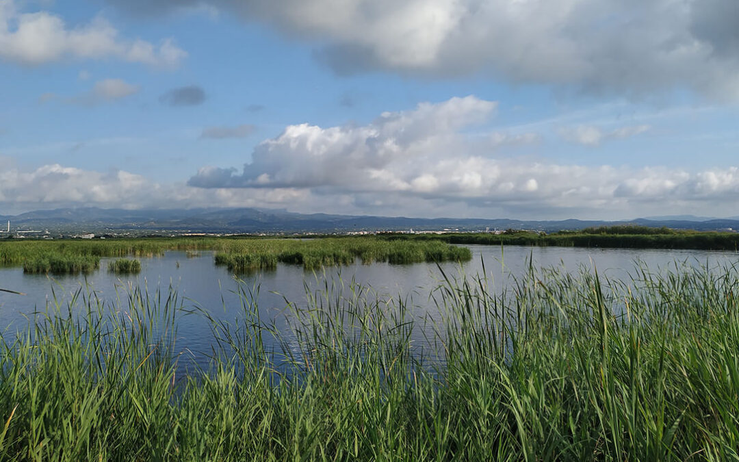 Los logros medioambientales de los humedales de depuración del Delta del Ebro, bajo la lupa de los Encuentros para la biodiversidad