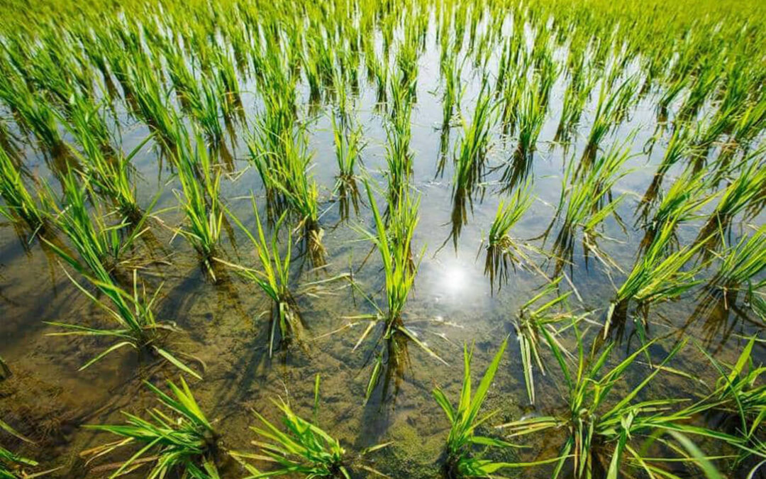 El Parlamento Europeo aprueba incluir al arroz en la cláusula de salvaguardia automática ante las importaciones