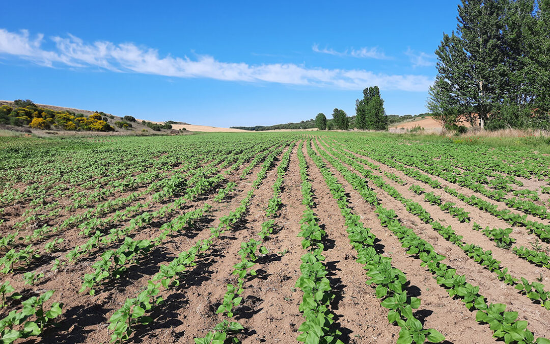 Contra todo pronóstico, las siembras de maíz en León deja de crecer y sufre un ligero retroceso