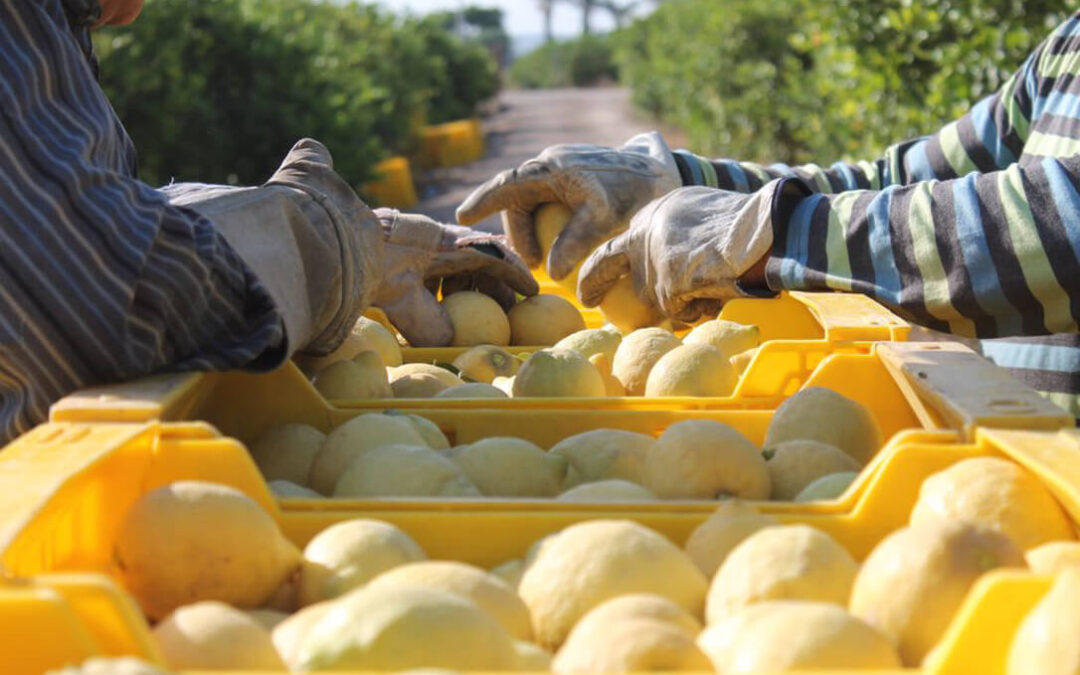 Exigen estrictos controles fitosanitarios a las importaciones de limones argentinos y sudafricanos en la campaña de verano