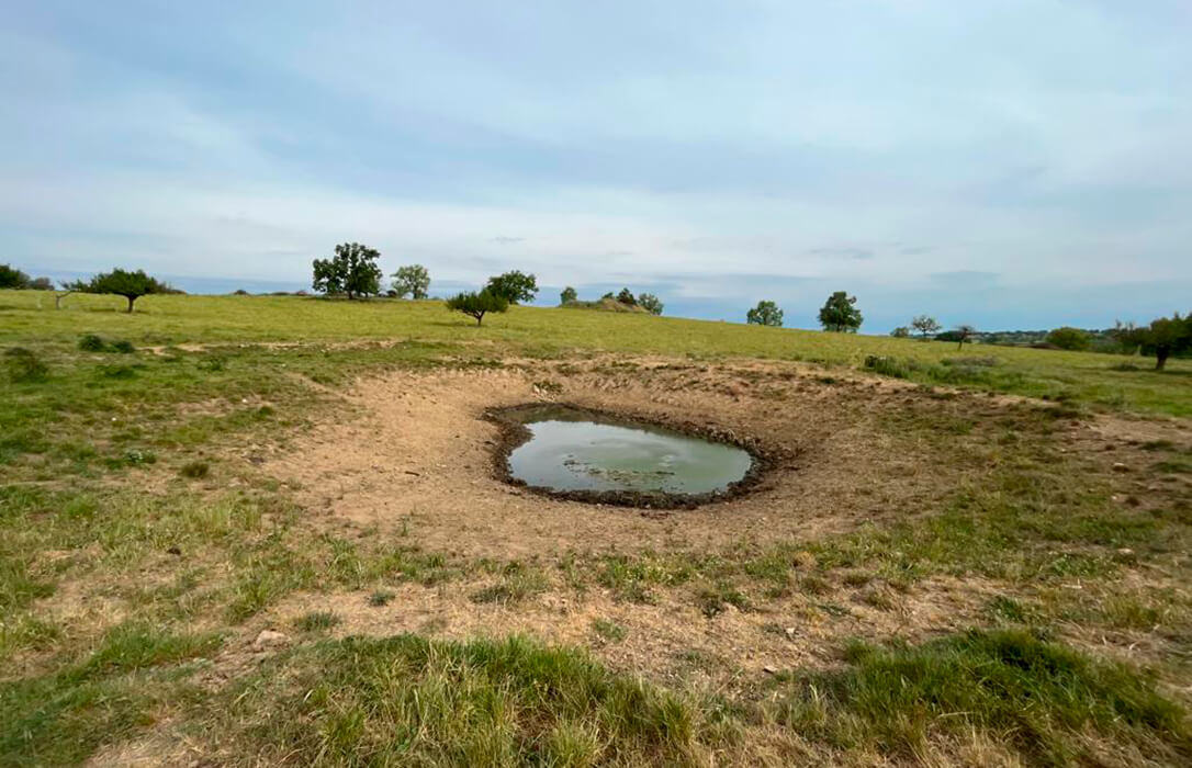 La sequía deja secas las charcas, por lo que piden medidas urgentes para garantizar el suministro de agua a la ganadería extensiva